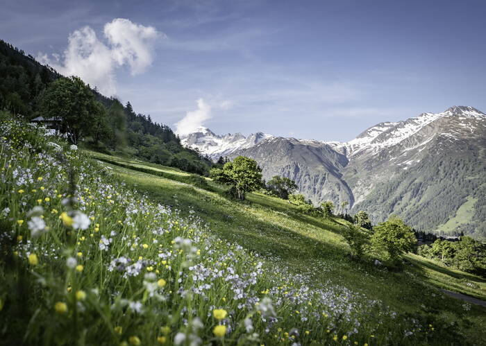 Alles blüht in der «Halte» von Obergesteln.