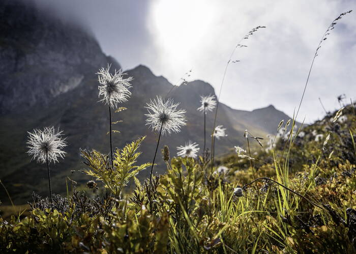 Verblühte weisse Alpen-Anemonen auf dem Nufenen.